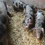 Bunte Bentheimer Ferkel - Bild 5