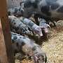Bunte Bentheimer Ferkel - Bild 6