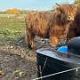 3 Highland Cattle Färsen Bio zertifiziert - Bild 2