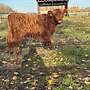 3 Highland Cattle Färsen Bio zertifiziert - Bild 3