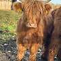 3 Highland Cattle Färsen Bio zertifiziert - Bild 4