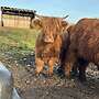 3 Highland Cattle Färsen Bio zertifiziert - Bild 5