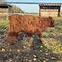3 Highland Cattle Färsen Bio zertifiziert - Bild 6