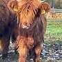 3 Highland Cattle Färsen Bio zertifiziert - Bild 7