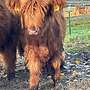 3 Highland Cattle Färsen Bio zertifiziert - Bild 8