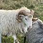 Weiß gehörnter Heidschnuckenbock - Bild 7