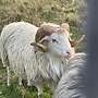 Weiß gehörnter Heidschnuckenbock - Bild 8