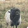 Grau gehörnte Heidschnuckenbock - Bild 5