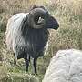 Grau gehörnte Heidschnuckenbock - Bild 6