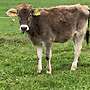 Braunvieh Jährlinge - Bild 3