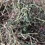 Verkaufe Bio-Wiesen-Heu - Bild 4