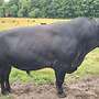Angus Zuchtbulle - Bild 2