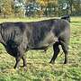 Angus Zuchtbulle - Bild 4