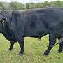 Angus Zuchtbulle - Bild 5