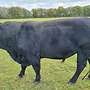 Angus Zuchtbulle - Bild 6