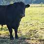 Angus Zuchtbulle - Bild 9