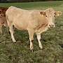 Biete Kreuzungserstlingskuh Limousin X Blonde mit weiblichen Kalb bei Fuß - Bild 2