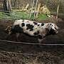 Bunte Bentheimer Schweine - Bild 3