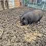 2 Mini Pigs/Schweine - Bild 2