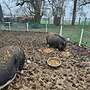 2 Mini Pigs/Schweine - Bild 3
