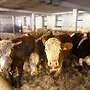 Schlachtreife Rinder Rasse Simmentaler abzugeben - Bild 2