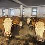 Schlachtreife Rinder Rasse Simmentaler abzugeben - Bild 3