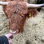 Highland Cattle Färse - Bild 2