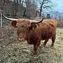 Highland Cattle Färse - Bild 3