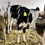 Biete Holstein Fresser an - Bild 3