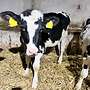 Biete Holstein Fresser an - Bild 4