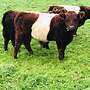 Red Belted Bullen Bio Herdbuch - Bild 3