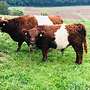 Red Belted Bullen Bio Herdbuch - Bild 5