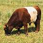 Red Belted Bullen Bio Herdbuch - Bild 6