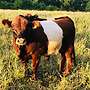 Red Belted Bullen Bio Herdbuch - Bild 7
