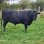 Wagyu Zuchtdeckbulle - Bild 2
