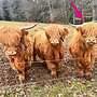 Highland cattle, Bio Färse, Herdbuch, ungedeckt - Bild 2