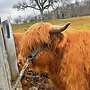 Highland cattle, Bio Färse, Herdbuch, ungedeckt - Bild 3