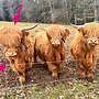Highland cattle, Bio Färse, Herdbuch, ungedeckt - Bild 2