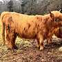 Highland cattle, Bio Färse, Herdbuch, ungedeckt - Bild 3