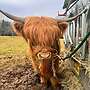 Highland cattle, Bio Färse, Herdbuch, ungedeckt - Bild 4