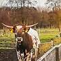 Texas Longhorn - Bild 2