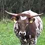 Texas Longhorn - Bild 3