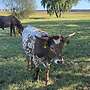 Texas Longhorn - Bild 4