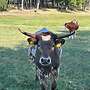 Texas Longhorn - Bild 5