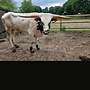 Texas Longhorn - Bild 12