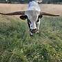 Texas Longhorn - Bild 14