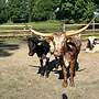 Texas Longhorn - Bild 18