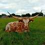 Texas Longhorn - Bild 19