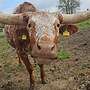 Texas Longhorn - Bild 20