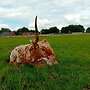 Texas Longhorn - Bild 22